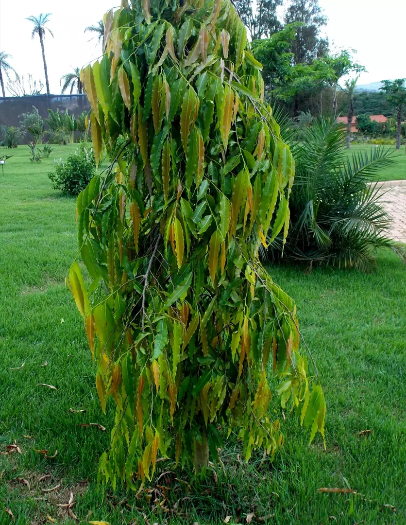 Imagem Segundaria do Produto